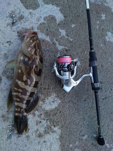 クエの釣果