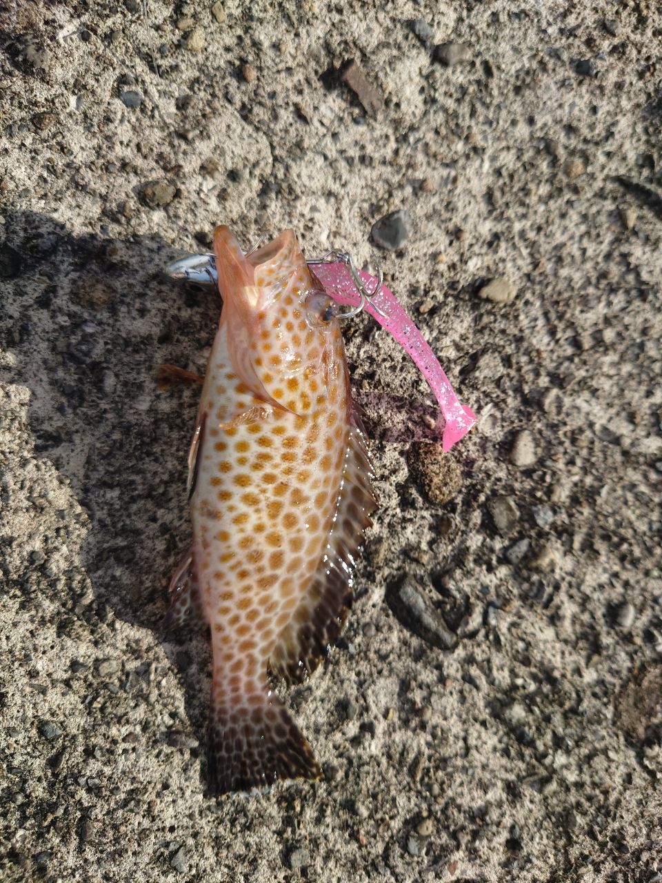 クエ