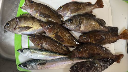 シロメバルの釣果