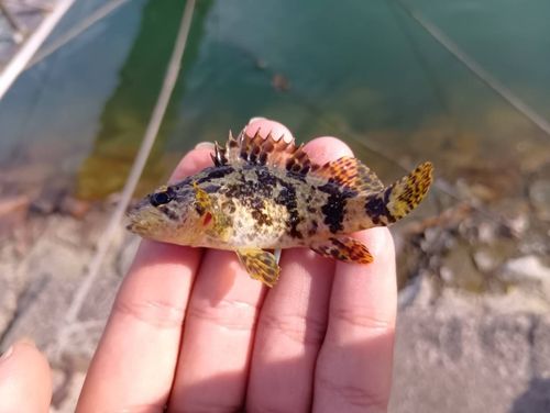 タケノコメバルの釣果