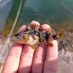 タケノコメバル