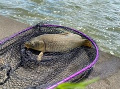 コイの釣果