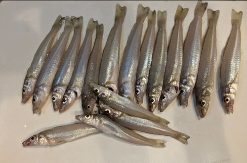 キスの釣果