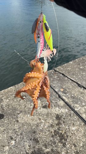 タコの釣果