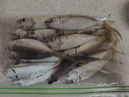 アジの釣果