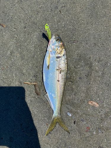 コノシロの釣果