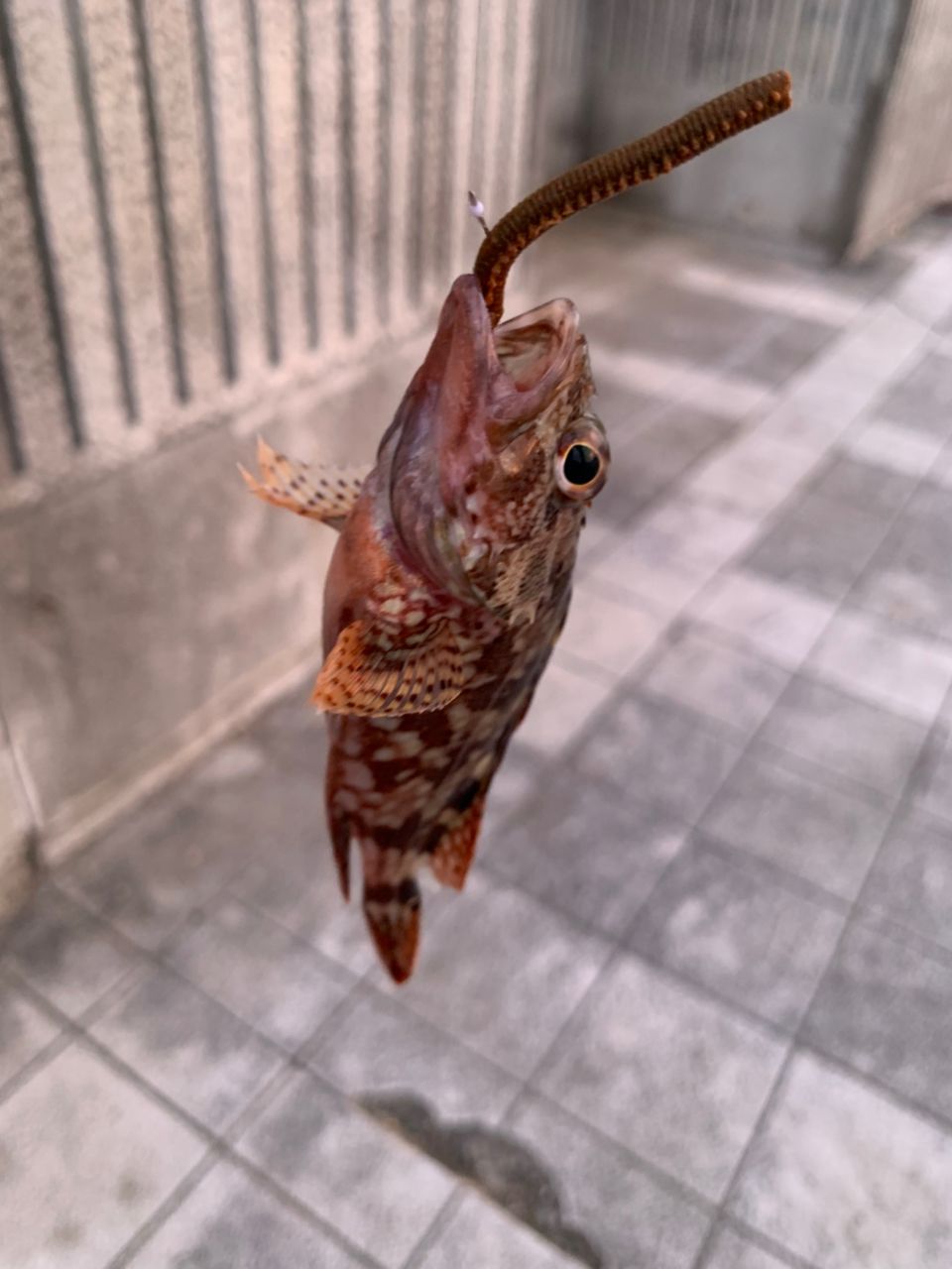カサゴ