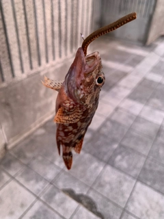 カサゴの釣果