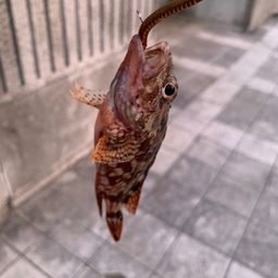カサゴ
