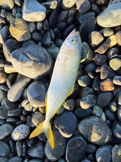 ワカシの釣果