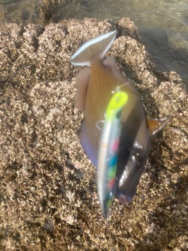 ドンコの釣果