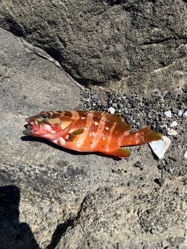 アカハタの釣果