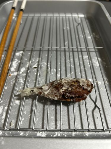 スズメダイの釣果