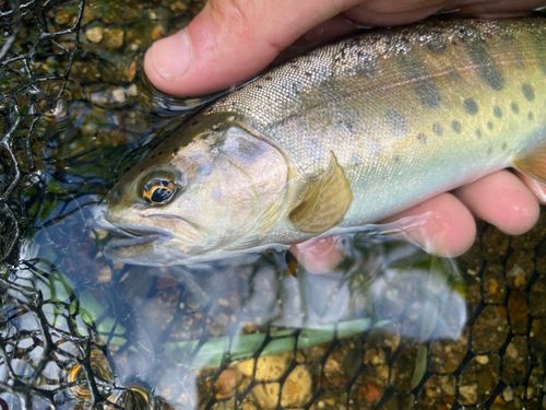 ヤマメの釣果