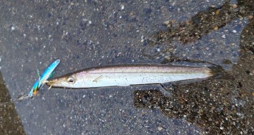カマスの釣果