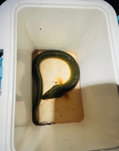 ウナギの釣果