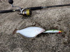 ヒラメの釣果