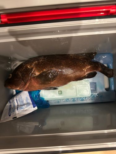 アコウの釣果