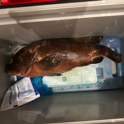 アコウ