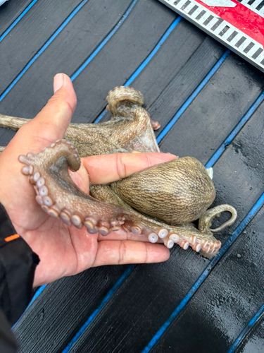 タコの釣果