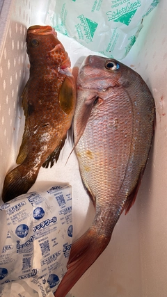 マダイの釣果