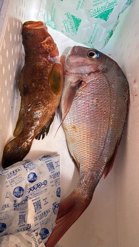 マダイの釣果
