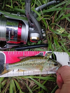 ラージマウスバスの釣果