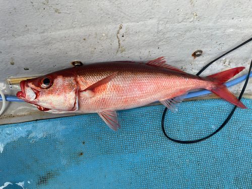 ハチビキの釣果