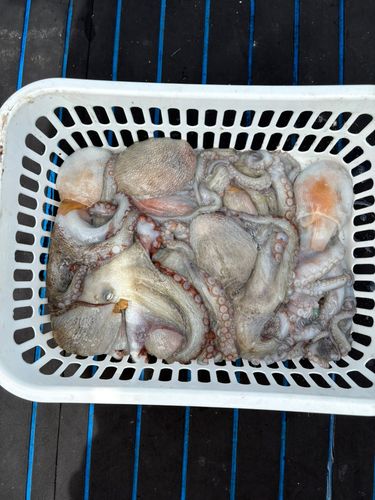 タコの釣果