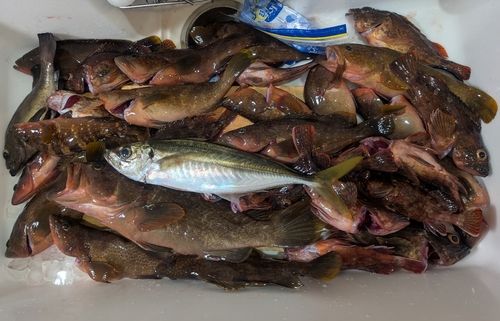 キジハタの釣果