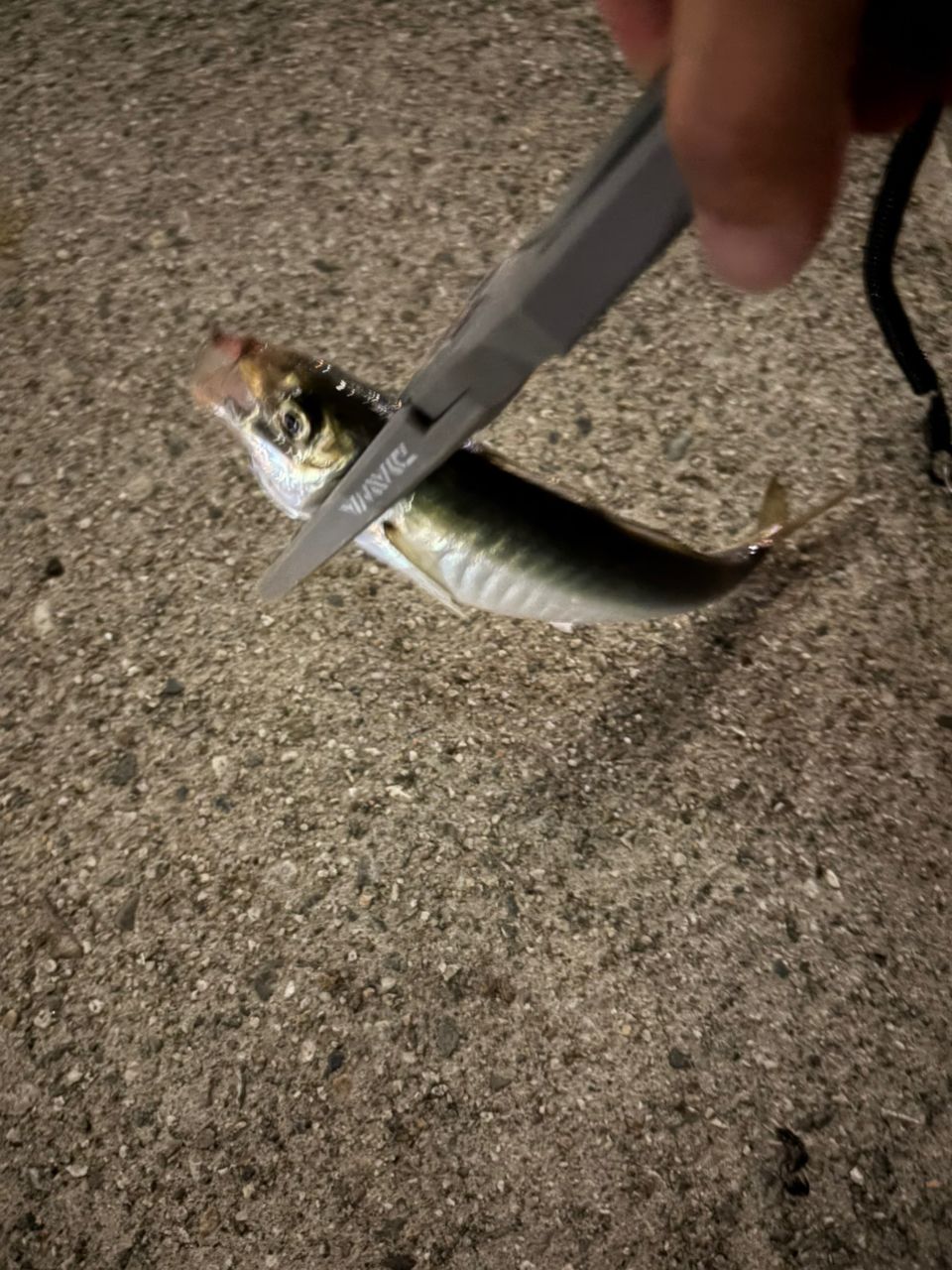 アジ