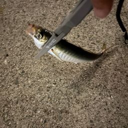 アジ