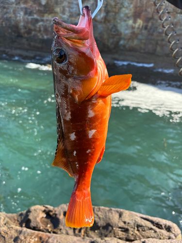 アカハタの釣果
