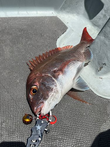 マダイの釣果