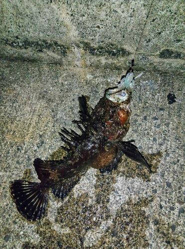 オニオコゼの釣果