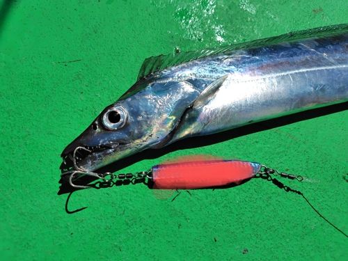 タチウオの釣果