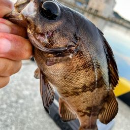 メバル