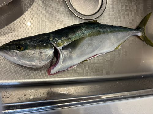 ワラサの釣果