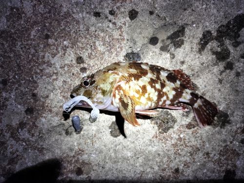 カサゴの釣果