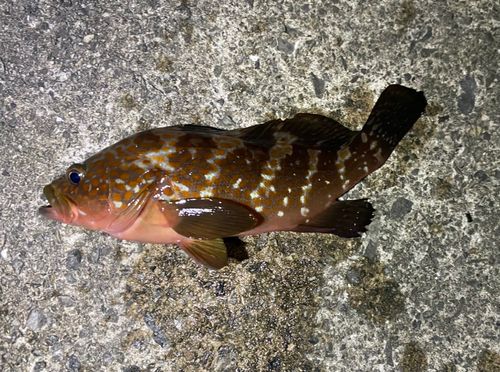 アコウの釣果