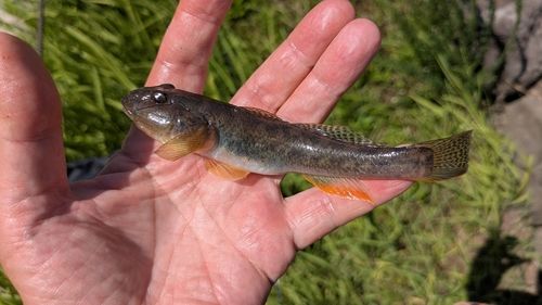 マハゼの釣果