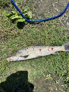 ニゴイの釣果