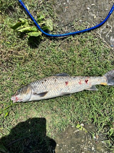 ニゴイの釣果
