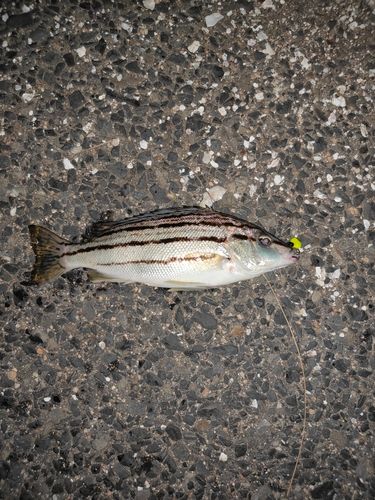 シマイサキの釣果