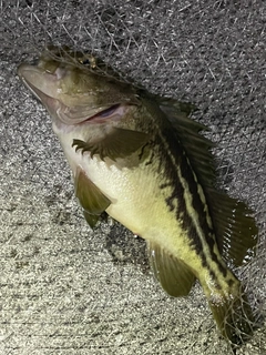 シマゾイの釣果