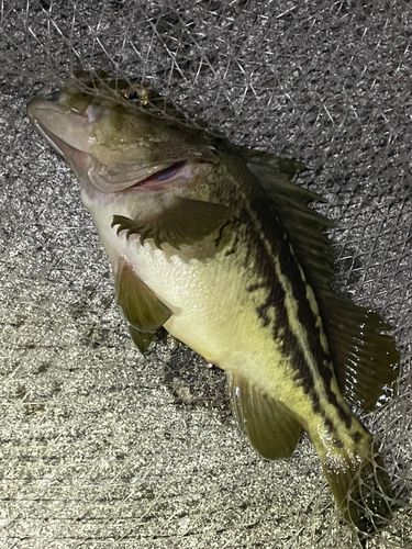 シマゾイの釣果