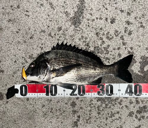 チヌの釣果