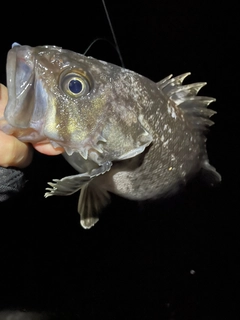 クロソイの釣果