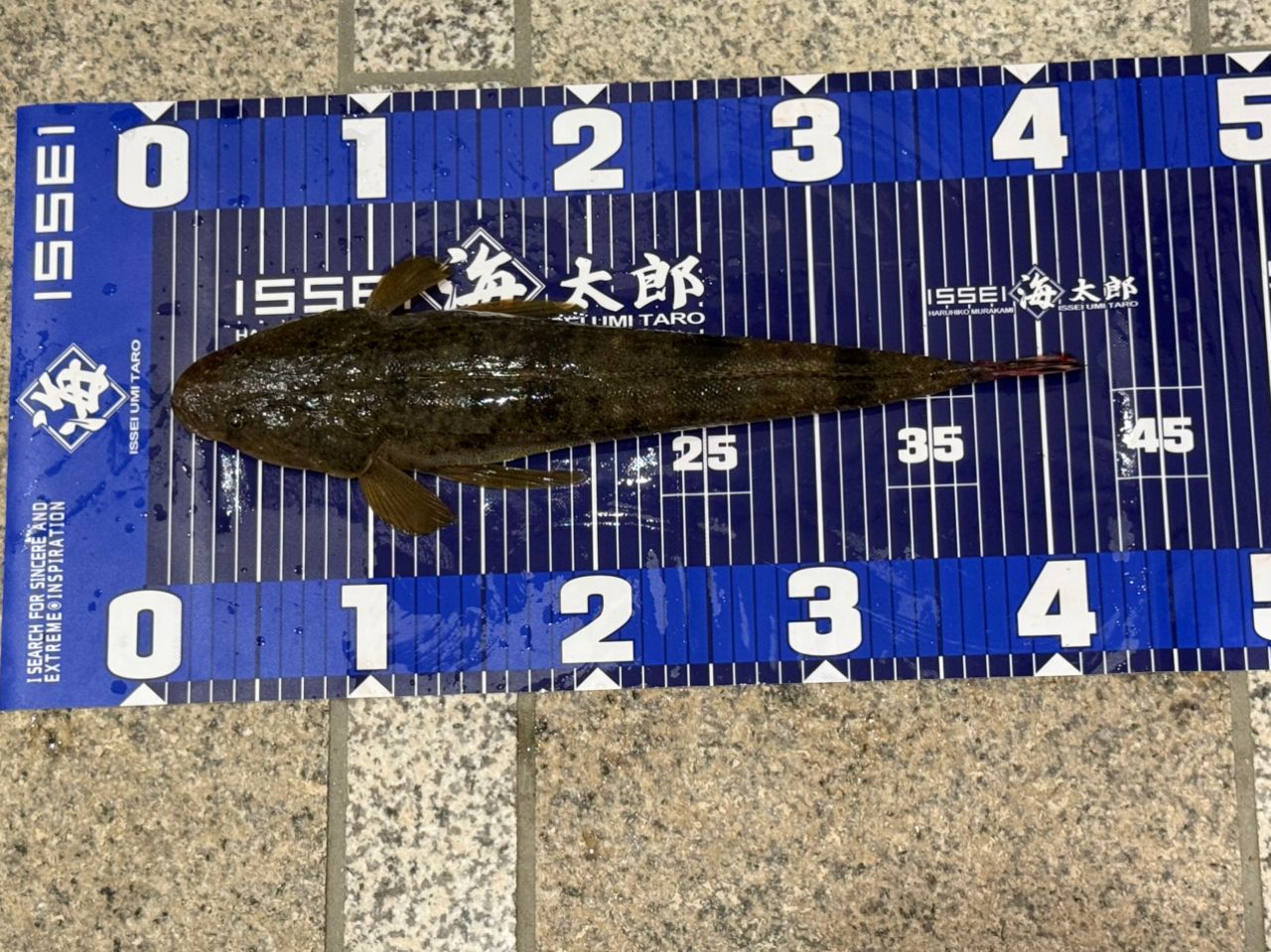 マゴチ