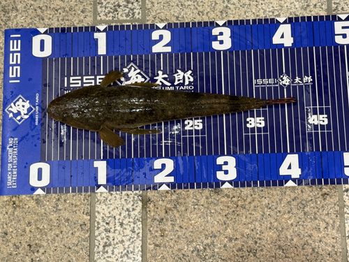 マゴチの釣果